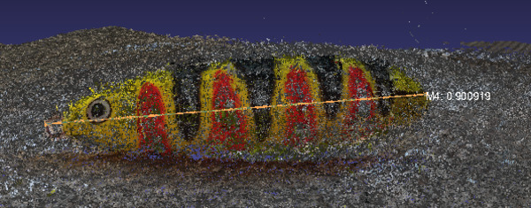 “Measurement of the lure in the point cloud”
